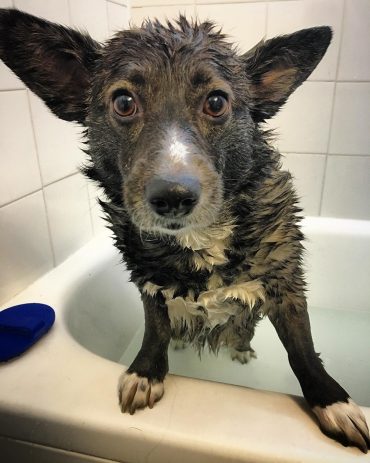 Adult Corgipoo with pointed ears fresh out of the bath