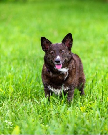 Adult Corgipoo in the outdoors