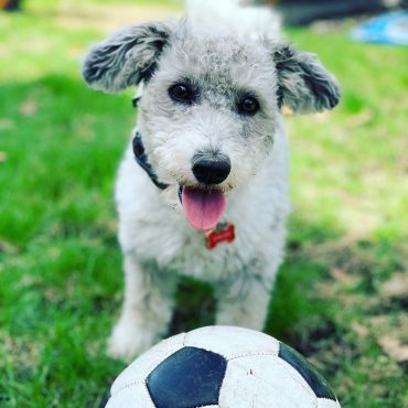 Young Corgipoo with floppy pointed ears beside a soccer ball