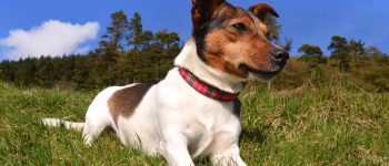 Tri-color Jack Russell lying in the grass on a sunny day looking away