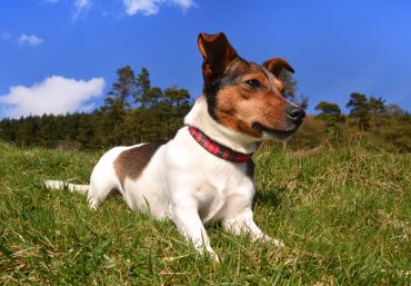 Tri-color Jack Russell lying in the grass on a sunny day looking away