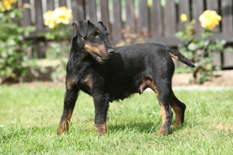 patterdale terrier schutzhund