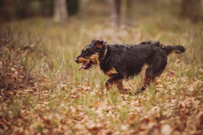 Black and Tan Jagd hunting in the woods