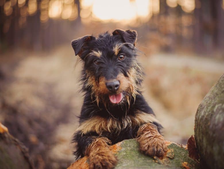 Black and Tan German Hunt Terrier tongue out while outdoors