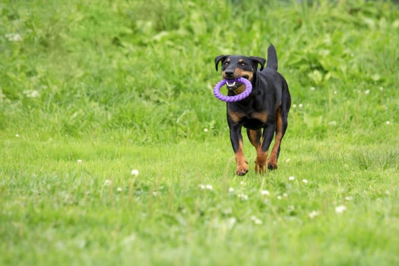 Cheerful German hunting terrier carrying a violet toy with his mouth