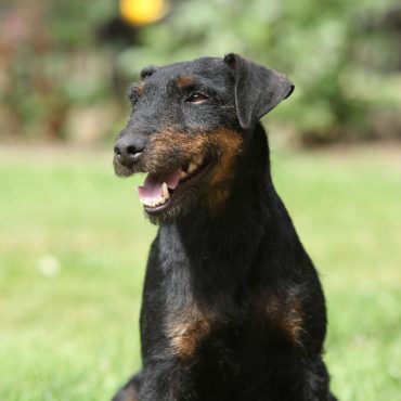 Beautiful Black and Tan Jagd sitting outside in the garden