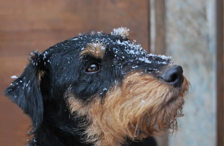 Back and tan German hunt terrier with snowflakes on his muzzle