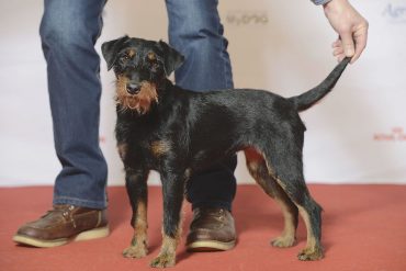 Jagdterrier in a dog show with its owner/handler