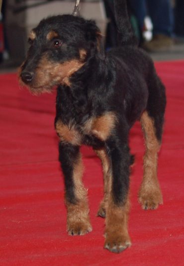 Close up photo of a German Hunting Terrier standing on the red carpet
