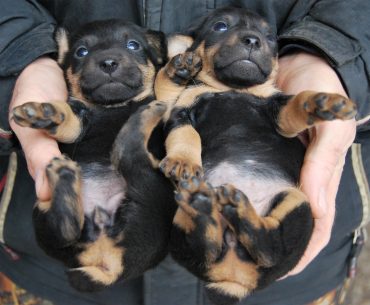 German Hunting Terrier puppies lie on the palm of a human's hands