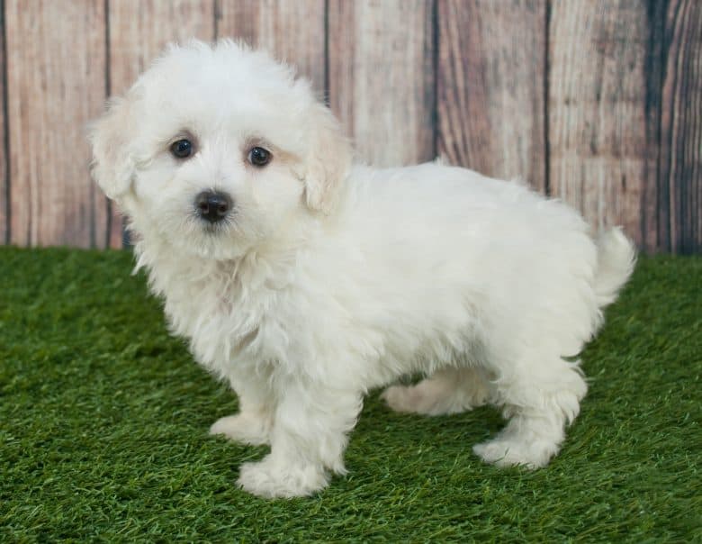 White Maltipoo is relaxing by a wooden fence outdoors