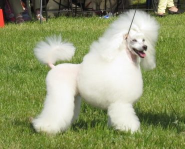 White Mini Poodle in the outdoors
