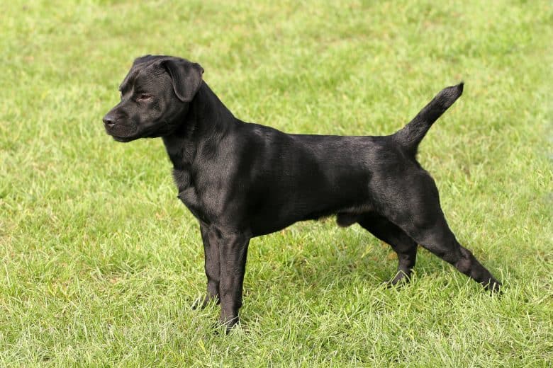 Black Patterdale standing alert outside