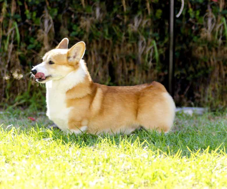 Red, sable, and white Pembroke with a docked tail is standing outdoors