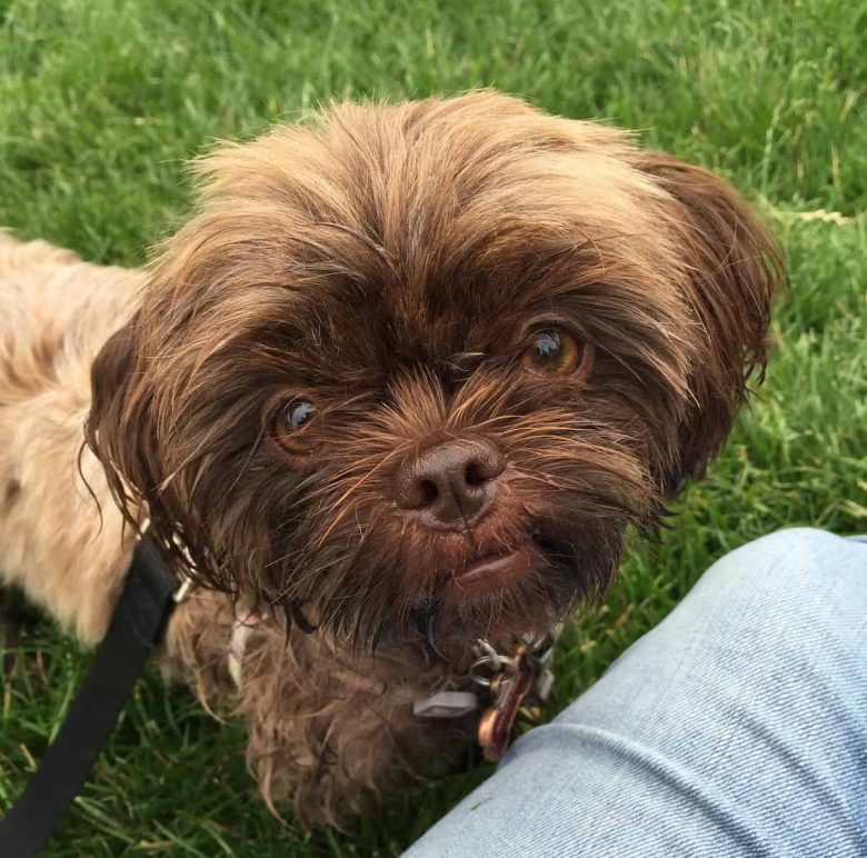 A Shorkie close up