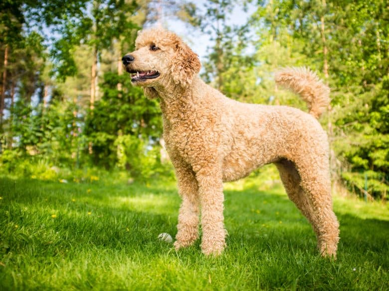Standard Poodle with a tan coat is standing outdoors