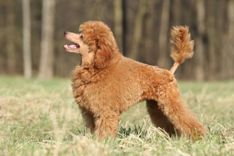 Brown Toy Poodle standing on green grass in the outdoors