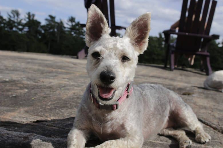 gray yorkie poo