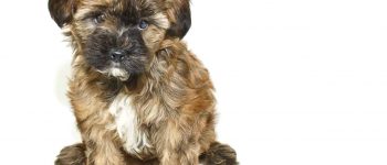 Cute Yorkie Poo puppy sitting