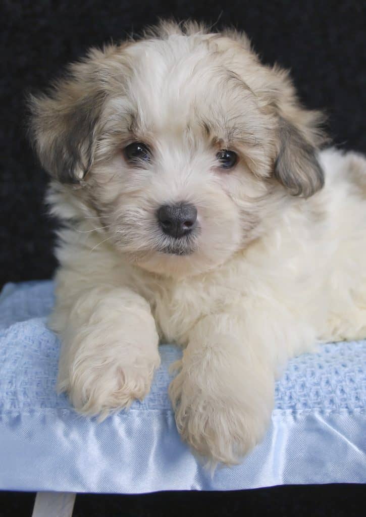Ein Maltipoo aus der Nähe