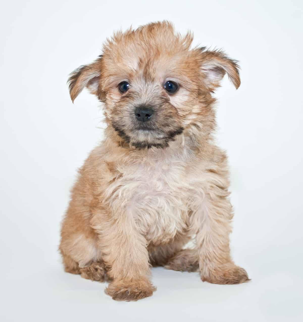 Yorkie Poo Guide to Owning a Yorkie Poodle Mix K9 