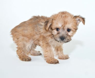 A tiny Yorkie Poo puppy standing up