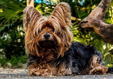 Der Yorkshire Terrier entspannt sich draußen