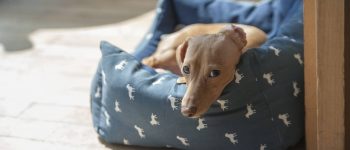 A dog laying in bed