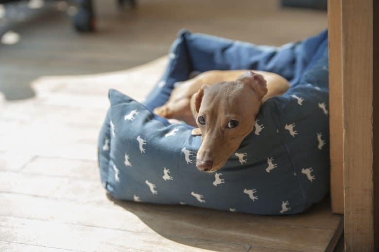 A dog laying in bed