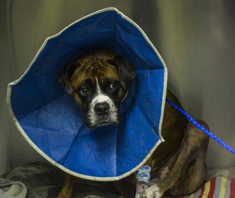 A dog wears an Elizabeth Collar