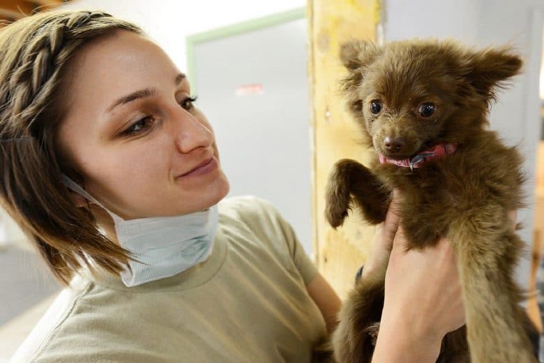 A vet treats a puppy