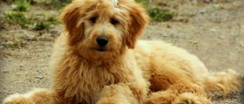 A cute Goldendoodle with a bow on its head