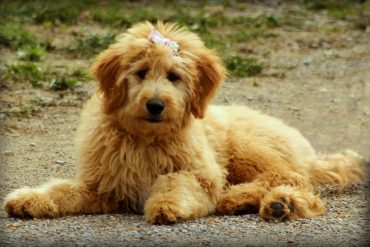 A cute Goldendoodle with a bow on its head