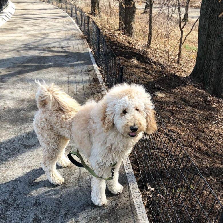 A Goldendoodle with a lion haircut