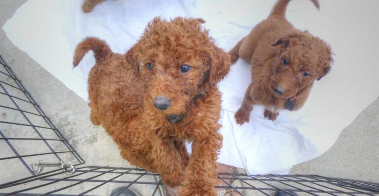 Two Goldendoodle puppies