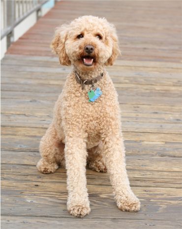 A Labradoodle with a tag