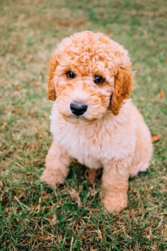 goldendoodle teddy bear cut pictures