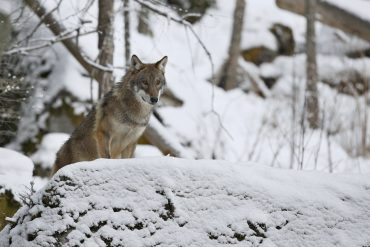 The other parent of the Czech Vlcak, the Carpathian wolf