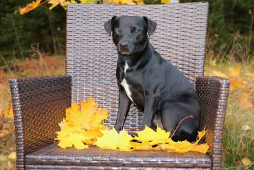 patterdale terrier schutzhund