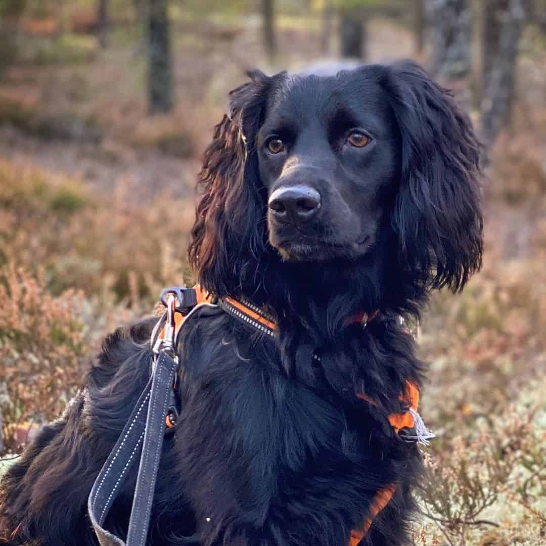 Golden Cocker Retriever: Is the "Forever Puppy" Actually Real? - A Beautiful GolDen Cocker Retriever
