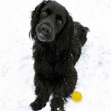 A black Golden Cocker Retriever playing in the snow
