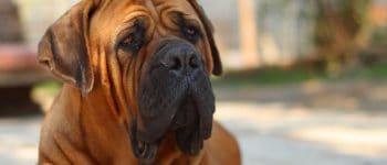 close-up photo of a Boerboel dog