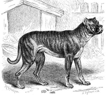 Bullenbeiser - the Boerboel's ancestor
