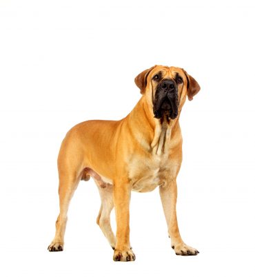 A Boerboel dog on a white background