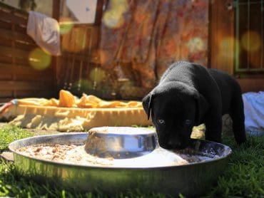A black Boerboel puppy eating