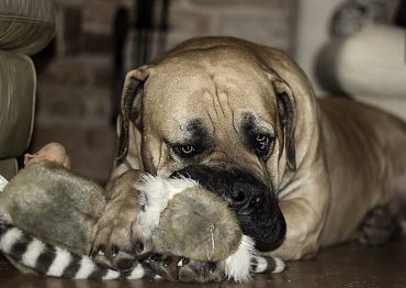 A gloomy-looking Boerboel laying down