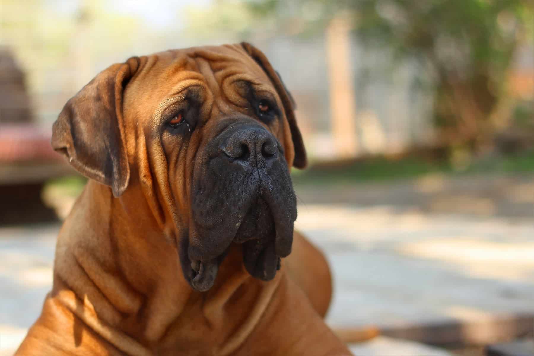 boerboel guard dog