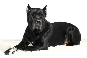 A Cane Corso dog laying on a white background