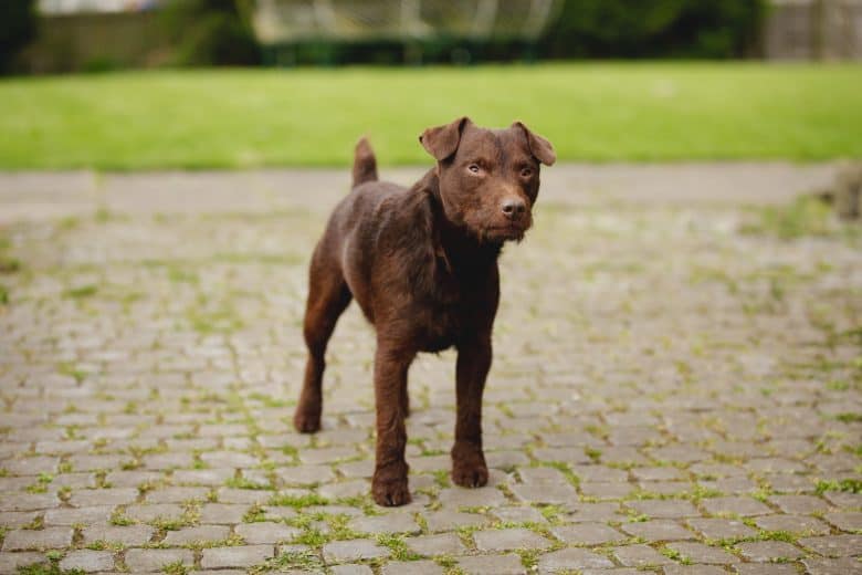 A curious and alert chocolate-colored Patterdale Terrier