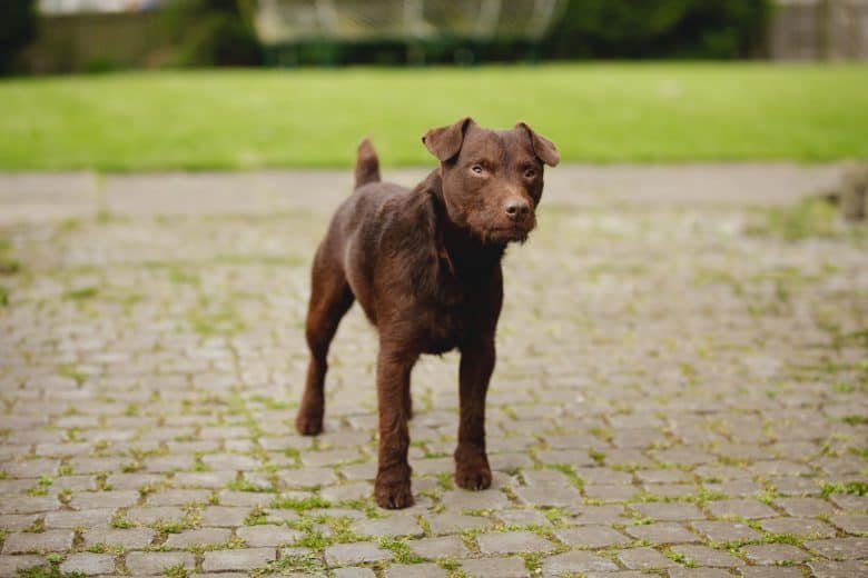 patterdale terrier schutzhund